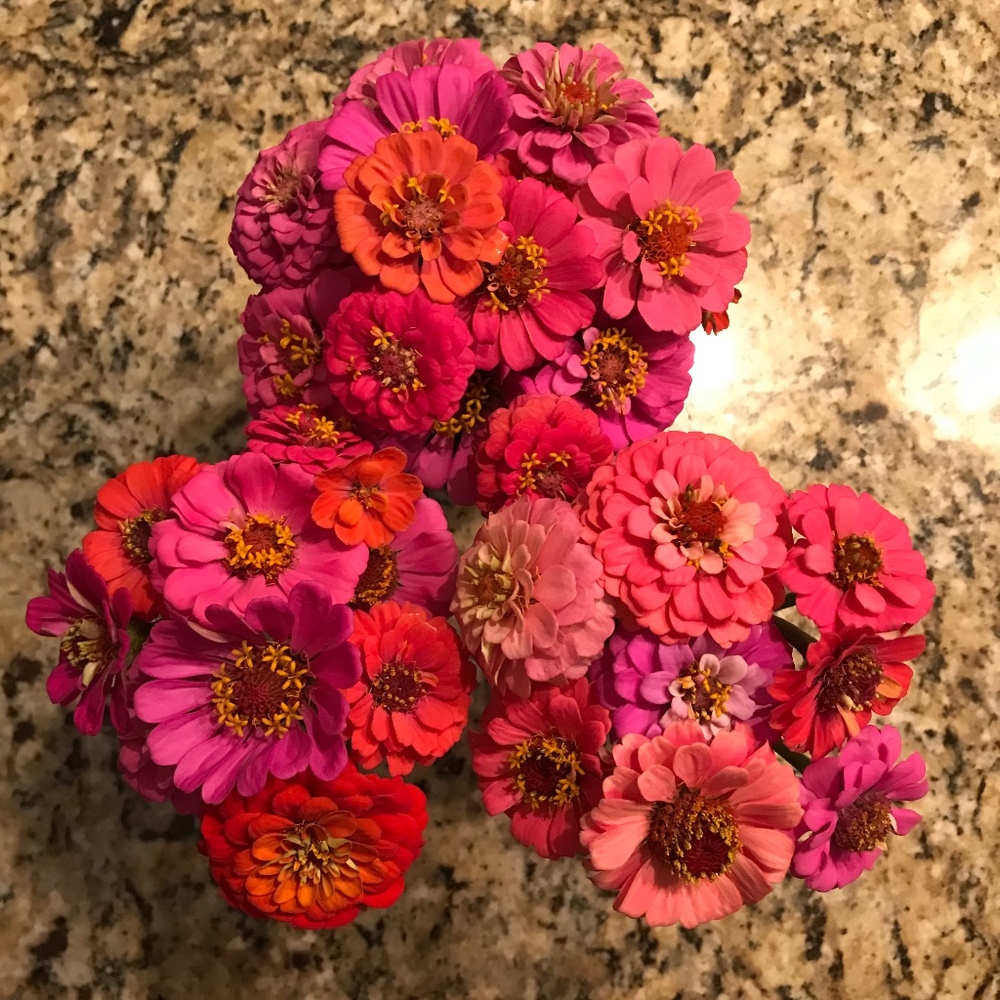 Meet your Posher, Rosemary